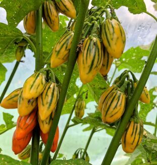 Dekoratīvais baklažāns 'Striped Togo'